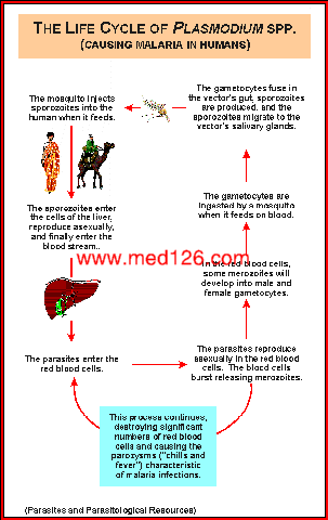 plasmodium_lifecycle.gif (26857 ֹ(ji))