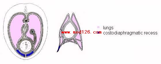 Diagrams to show the important recesses in thoracocentesis